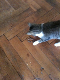 Blindschleichenbeute